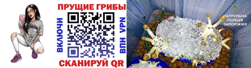 купить наркотики сайты  Плавск  Псилоцибиновые грибы мухоморы 